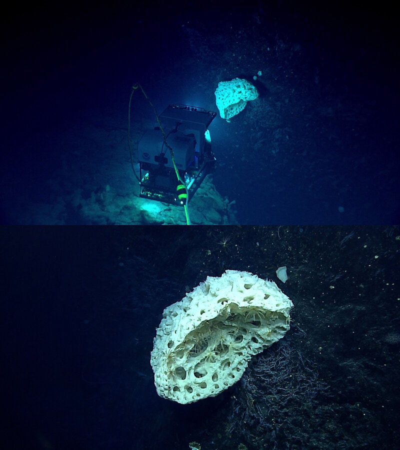 This large sponge was seen on Leg 3 Dive 19 at Vogt Seamount. One of the exciting things I learned during this expedition from Science Lead Dr. Shirley Pomponi is that sponges hold the potential for the development of new medical agents and therapeutic treatments of cancers and other diseases.