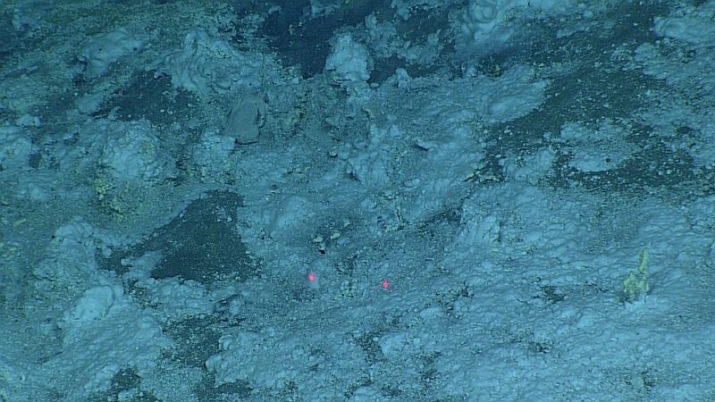 Crusts of elemental sulfur on Dive 9 at Daikoku Seamount.