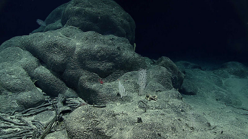 Ferromanganese crusts draping rocks (and even old sponge stalks) on Dive 17 at Fryer Guyot.