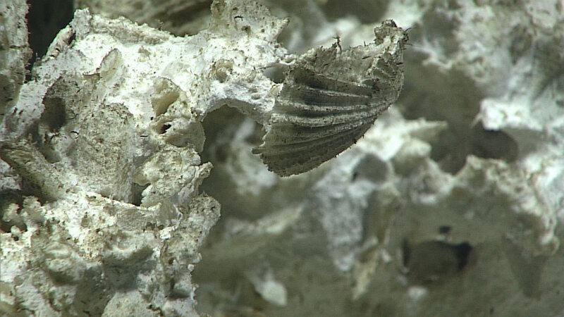 Cretaceous-age fossils on Dive 16 at Subducting Guyot 1.
