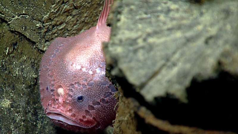 A deep-sea anglerfish living within the pillow basalts. You can see its round lure in between its two eyes. This fish, with its blob-like body, is an ambush predator that waits for prey to be attracted by the lure before rapidly capturing them in one gulp with their large mouths.