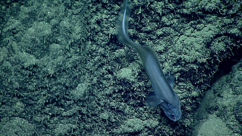 Cusk Eels, like this Leucicoris, are another incredibly diverse and common family of deep-sea fishes that have long, tapering, eel-like tails.