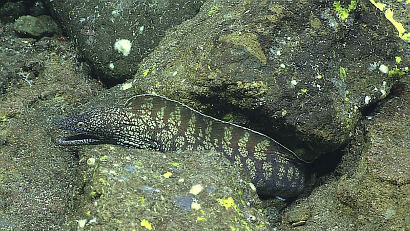Shallower living moray eels like this one seen at a depth of 279 meters on Dive 6 at Supply Reef on June 23, 2016, are nocturnal and/or live in holes and crevices to avoid predators.