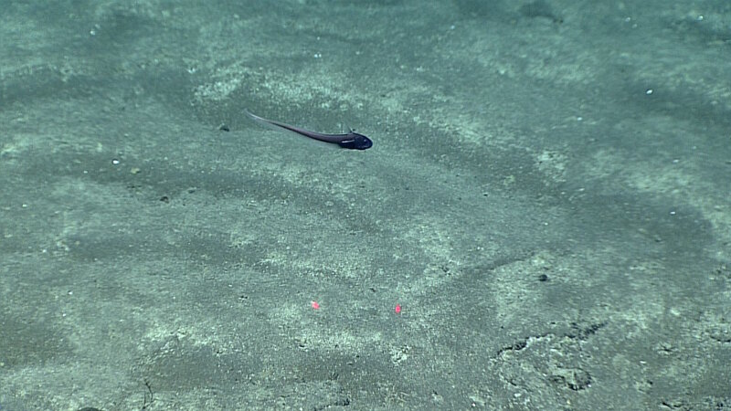 Macrourids like this one are an incredibly common and diverse family of deep-sea fish with more than 200 species.
