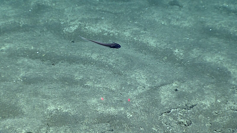 Macrourids like this one are an incredibly common and diverse family of deep-sea fish with more than 200 species. They have a long, tapering tail that got them the nickname “rattail,” though due to commercial fishing, they have been renamed “grenadiers.” This rattail was seen on Dive 14 at Explorer Ridge Deep at a depth of 2,228 meters on July 1, 2016.