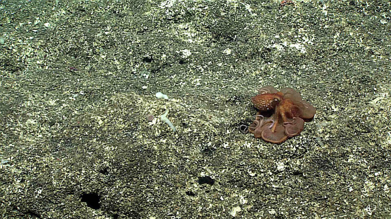 The first dive of the expedition fell on #OctopusFriday, and we were not disappointed at our dive on Farallon de Medinilla. This octopus didn’t stick around long, but it offered us a brief glimpse of how octopods move across the seafloor.