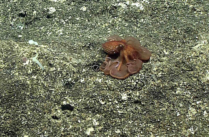 The first dive of the expedition fell on #OctopusFriday, and we were not disappointed at our dive on Farallon de Medinilla.