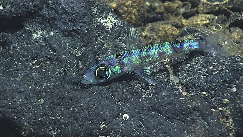 While abundant during Dive 1, we believe the documentation of these Green Eyes to be a novel observation for the Mariana region.