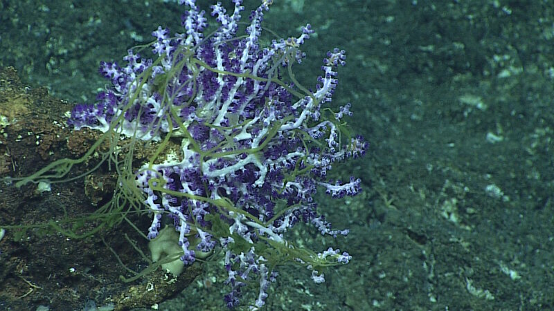 This filamentous material or organism was in high abundance on almost every coral and sponge documented during Dive 1.