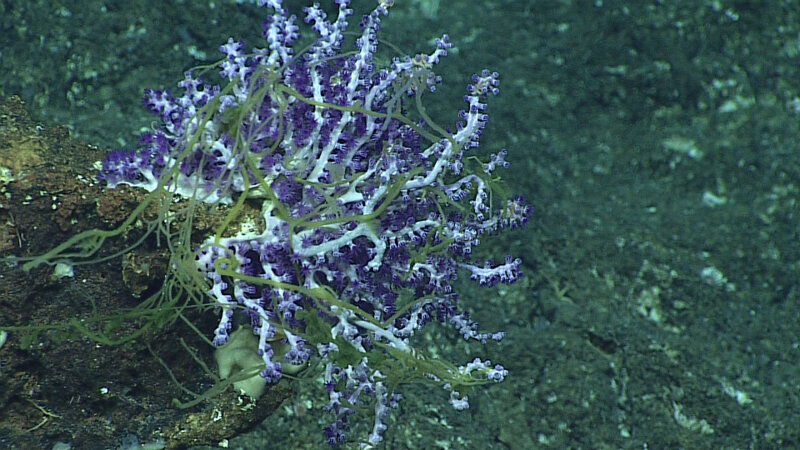 This unusual and unknown filamentous material or organism was in high abundance on almost every coral and sponge documented during our dive at Farallon de Medinilla.