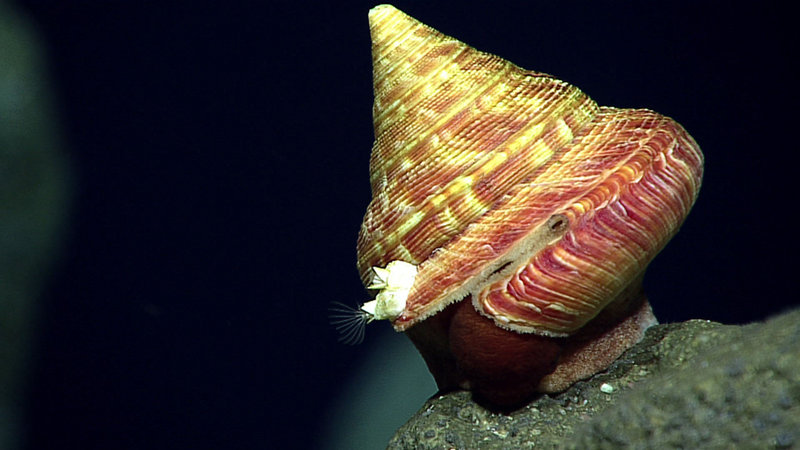 his beautiful slit shell – a type of snail – is a rare find and likely a new species!