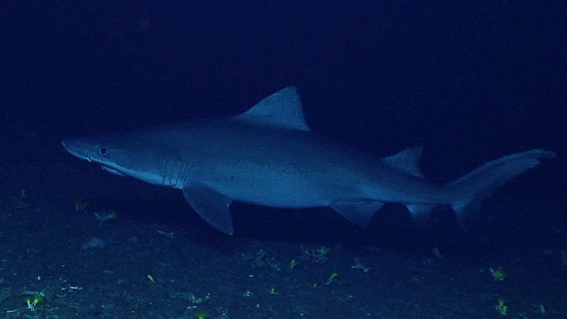 Smalltooth sandtiger shark, believed to be pregnant, seen on Leg 3 of the expedition.
