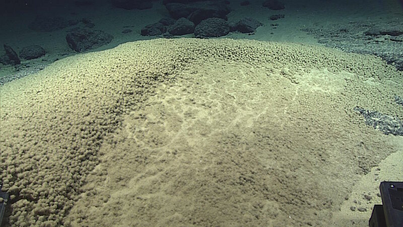 A field of the small, sedimented balls that stumped scientists during the Leg 1 dive on Enigma Seamount.