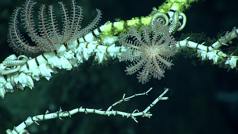 An example of how observing LIVE sea stars differs significantly from trawled specimens can be seen in brisingid sea stars. Brisingids have been seen on almost every Okeanos Explorer cruise I have participated in. This group of sea star lives exclusively in the deep-sea (> 200 meters and down to 6,000 meters). They extend their arms up into the water column to capture food. This type of sea star also has spines covered by pedicellariae (small wrench- or claw-shaped appendages). The one shown here is Novodinia, and it is taking advantage of its perch on this dead bamboo coral branch to feed on crustaceans being carried by in the current.