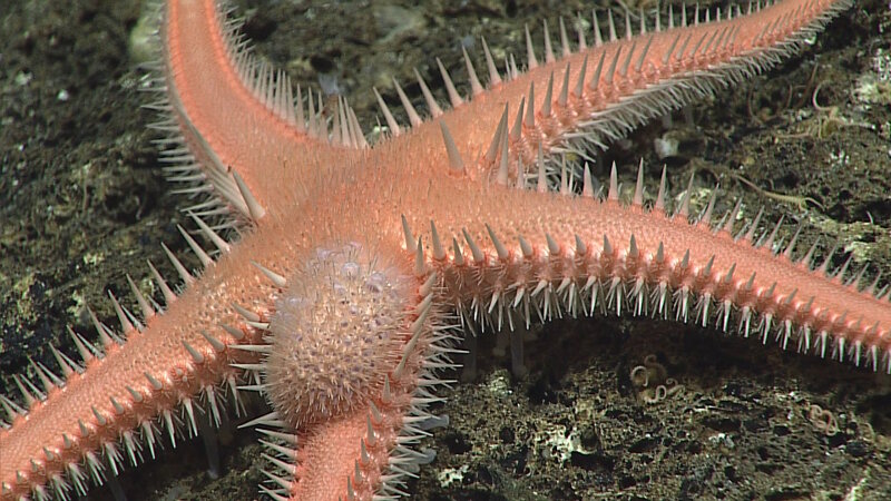 For example, here is a deep-sea asteroid called Cheiraster sp. (in the family Benthopectinidae).  That large round ball-shaped bulge on the arm is actually an extension from the INSIDE of the body because the sea star has been infected by what is most likely a parasitic barnacle. These barnacles are different from the ones that most people encounter. They lack the familiar external plates and are instead very soft-bodied. Their larvae enter into the starfish body cavity and begin to grow, taking advantage of the host animal’s nutrients and sometimes their reproductive systems. The parasites can produce thousands of eggs, likely generated at the expense of the host.