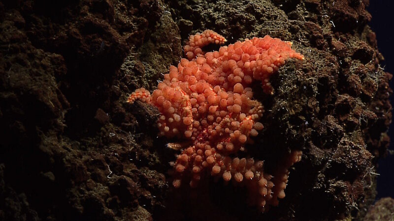 The weird red jumble featured in this image was so “UN-starfish like” that even a room full of my experienced colleagues were uncertain what it was at first! Although, it didn’t look like one, this is a deep-sea star in the genus Coronaster. This is a multi-armed starfish with a flexible body that was sort of folded back onto itself into this crack on the deep-sea floor.