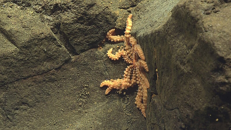 Here’s a multi-armed sea star that we saw later that showed how they “normally” look, with the arms extended away from the oral disk. However, prior to submersible observations in the 1970s, the feeding posture you see here was unknown. It was postulated in the late 19th Century that brisingids dragged their long and spindly arms across the seafloor, catching food on their long spines in a manner similar to some of the trawls that humans used to sample the deep ocean at the time.