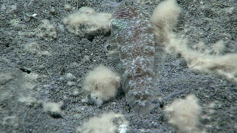 One of the well-camouflaged flatfish that live in the high-sulfur environment on Daikoku seamount in extraordinary numbers.