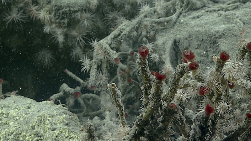 Tubeworms and anemones are covered with ash from the 2014 eruption, but appear to be still thriving at Daikoku Seamount.