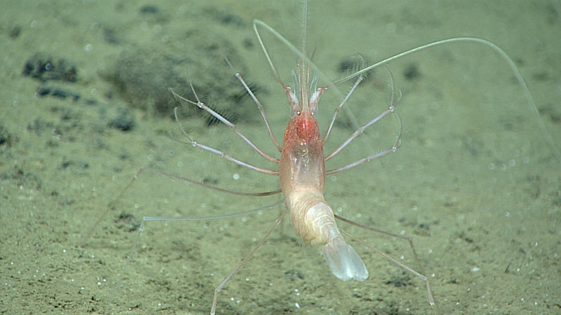 This shrimp is a species in the family Stylodactylidae. The strange setose appendages and the long-toothed rostrum are characteristic of the species.