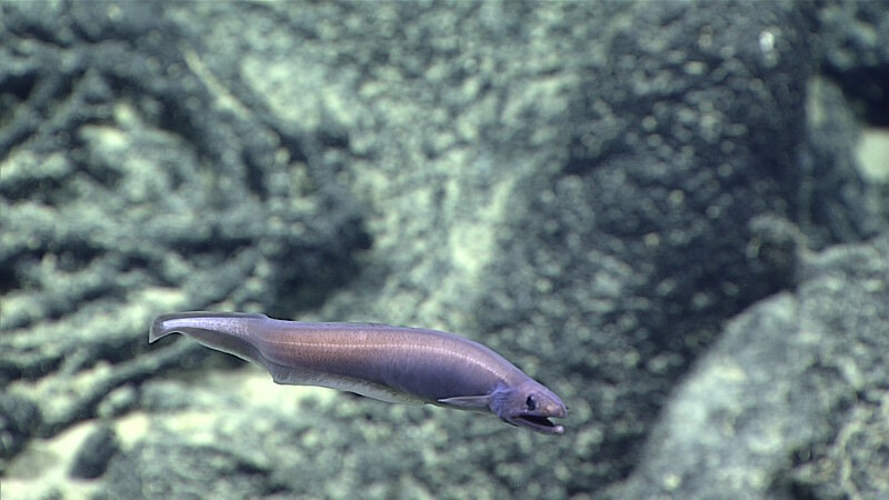 A synaphobranchid eel observed during this expedition. This is in a different family than the Japanese eel, Anguilla japonica.