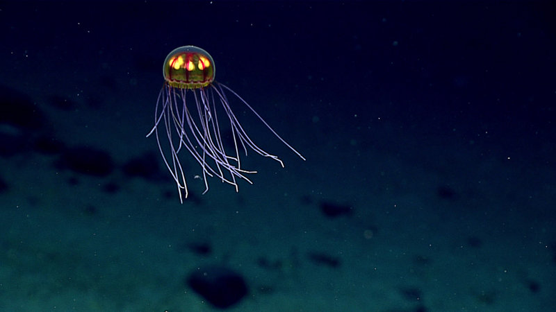 This stunningly beautiful jellyfish was seen during Dive 4 in the Marianas Trench Marine National Monument on April 24, 2016, while exploring the informally named “Enigma Seamount” at a depth of ~3,700 meters. Scientists identified this hydromedusa as belonging to the genus Crossota. Note the two sets of tentacles — short and long. At the beginning of the video, you'll see that the long tentacles are even and extended outward and the bell is motionless. This suggests an ambush predation mode. Within the bell, the radial canals in red are connecting points for what looks like the gonads in bright yellow.