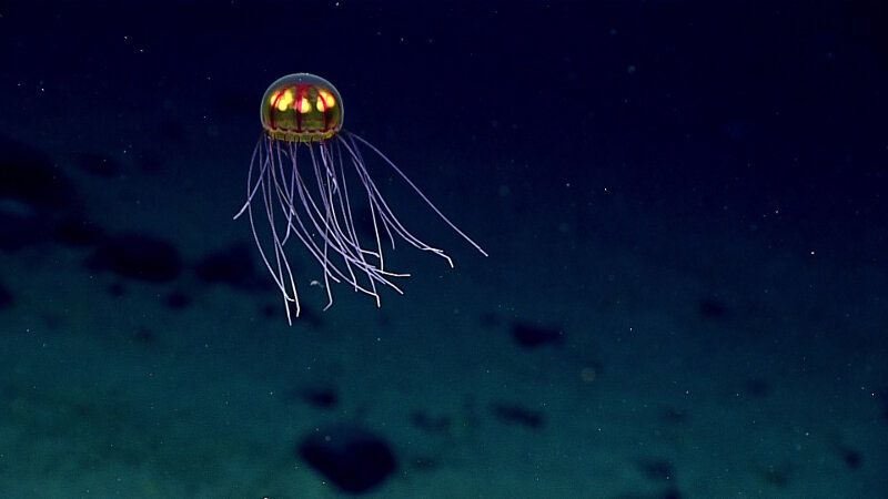 This stunningly beautiful jellyfish was seen at a depth of ~3,700 m during Dive 4 at the informally named “Enigma Seamount”. Scientists identified this hydromedusa as belonging to the genus Crossota and have concluded that it is likely a new species. Imagery of this jelly went viral during the expedition, contributing to the incredibly high viewership of the live feeds!