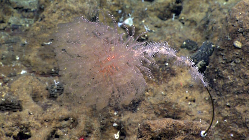 One chrysogorgiid coral we saw on Dive 18 provided a home for dozens of other animals.