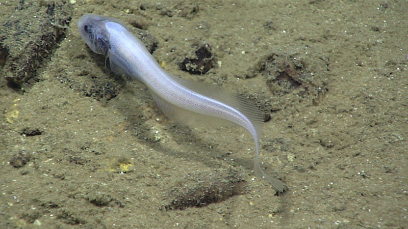Cusk eels (family Ophidiidae) are common in the deep sea, like this one of the genus Leucicorus.