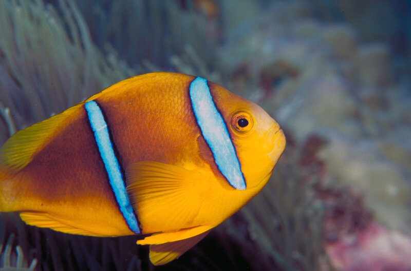 Many fishes living at sunlit coral reefs have distinctive patterns of bright colors, like this orange-fin anemonefish (Amphiprion chrysopterus) in shallow water at Saipan in the Mariana Islands.
