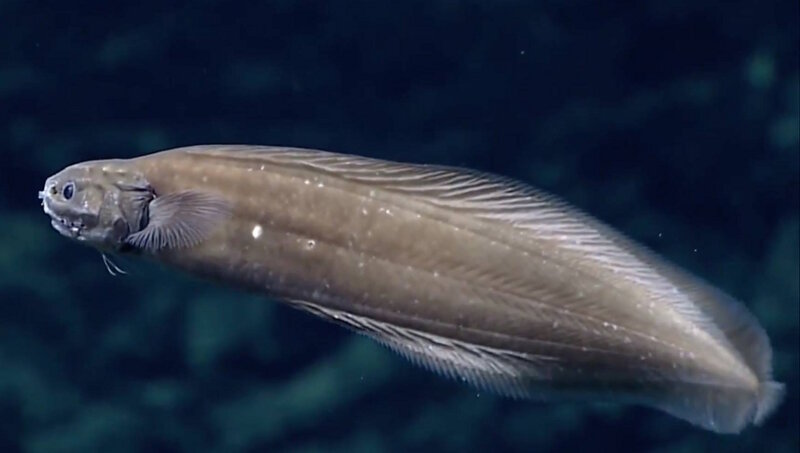 This unpatterned, brown cusk eel (probably an undescribed species) has color typical of many fishes living near the bottom between 0.5 and 3.6 miles (1,000 and 6,000 meters) down in the ocean. This fish was seen at Fina Nagu Caldera C, south of Guam at 12.8° North, 143.78° East, at 2 miles (3,200 meters) below the sea surface. The eye is large and can detect dim light produced by other animals, but it may not be able to see full images.