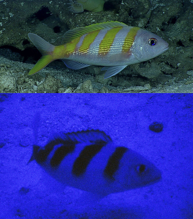 The oblique-banded snapper or gindai (Pristipomoides zonatus) lives in the twilight (mesophotic) zone where only dim blue light penetrates. The upper picture was taken with the lights of a submersible illuminating the fish at 935 feet (285 meters) during an Okeanos Explorer dive at Farallon de Medilla, Mariana Islands; bright gold bars are seen on the body. The lower photograph was taken at St. Rogatien Bank of the Papahānaumokuākea Marine National Monument at 625 feet (190 meters) with the lights of the submersible turned off; the color pattern is still easily seen, but the gold bars appear black at ambient light levels.