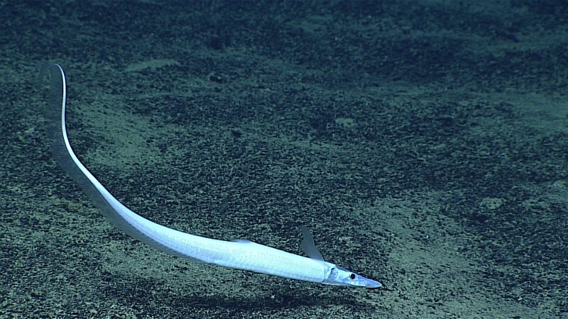 This pale, ghost-like spiny eel was photographed at Fina Nagu Caldera C between 2,537 and 2,689 meters down in the ocean.
