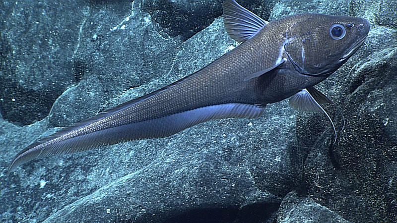 A rat-tail fish that typically prefers calmer waters.