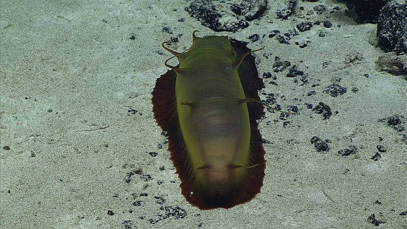 A sediment-dwelling sea cucumber.