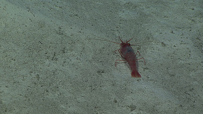 A sediment-dwelling shrimp.