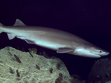 A large sixgill shark checks out D2.