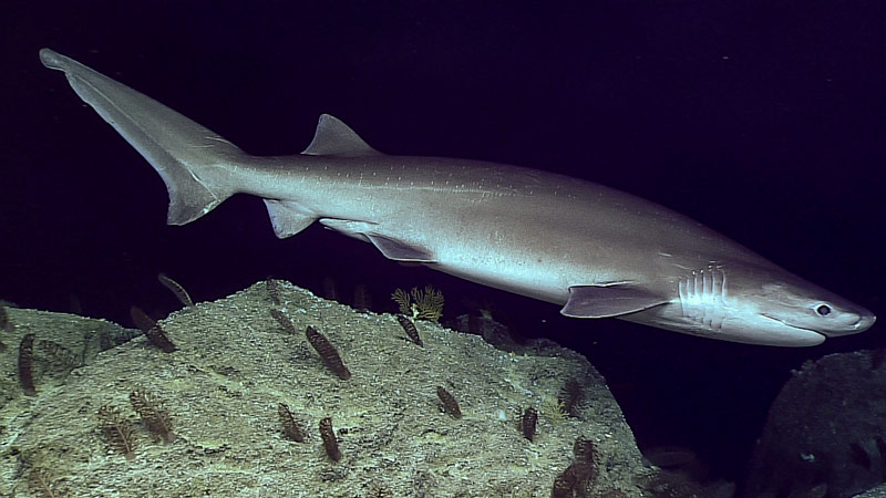 A large sixgill shark checks out D2.