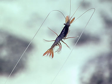 An unusual blue shrimp was imaged for the second time this expedition.
