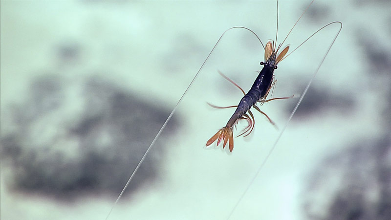 An unusual blue shrimp was imaged for the second time this expedition.