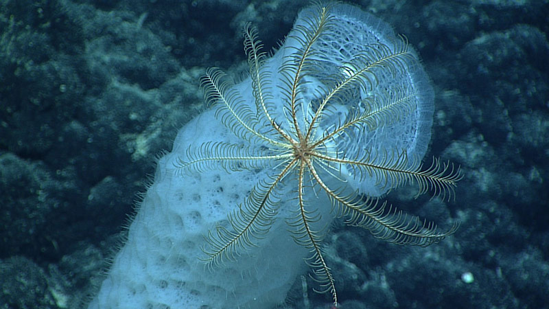 Crinoid perched on a glass sponge.