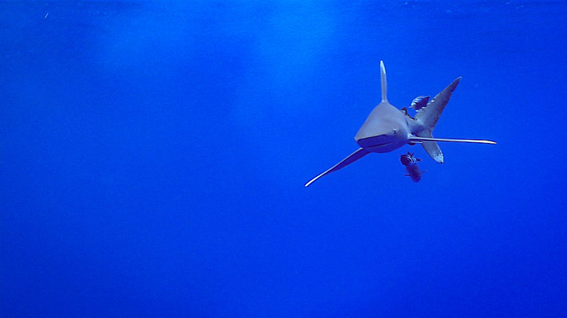 While recovering the ROV, an oceanic whitetip shark cruised by to check out D2.