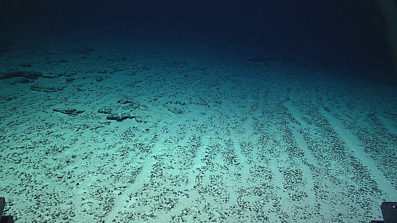 The soft-sediment environment of an unnamed seamount off of Wake Island. This sandy habitat likely provides homes for many critters living directly within the sediments of the seafloor.