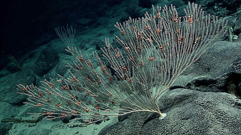 More than two dozen ophiacanthid brittle stars cling to the branches of a primnoid octocoral colony on “Lafayette Guyot.” These brittle stars are thought to be suspension feeding – grabbing their food from the water column rather than feeding directly on the coral.