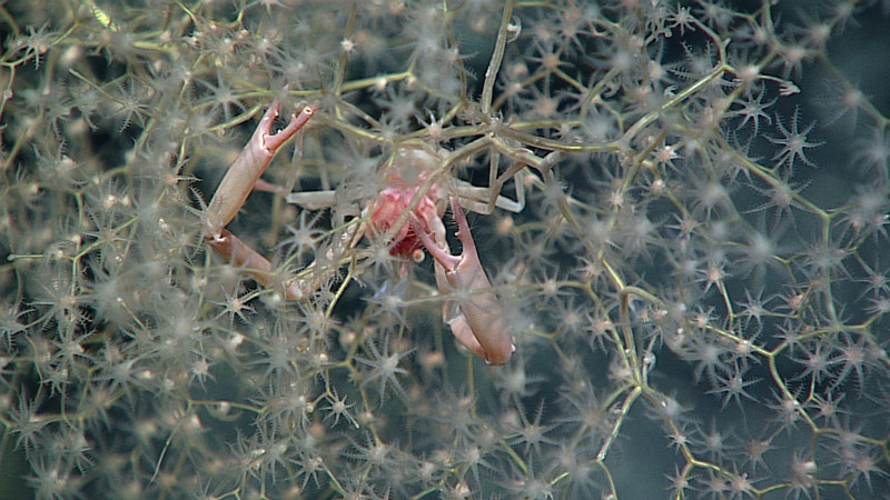 A chirostylid squat lobster in the branches of a Chrysogorgia octocoral on “Lafayette Guyot.” Chirostylidae translates from the Greek as “pointed hands,” in reference to the elongate chelipeds (clawed arms).