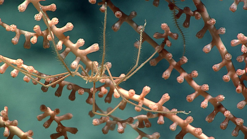 A sea spider (Pycnogonida) clambering over a bamboo coral (Keratoisidinae) on “Lafayette Guyot.” The presence of the sea spider has caused the octocoral polyps to contract their tentacles over their mouths.