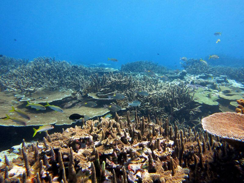 American Samoa Expedition: Suesuega o le Moana o Amerika