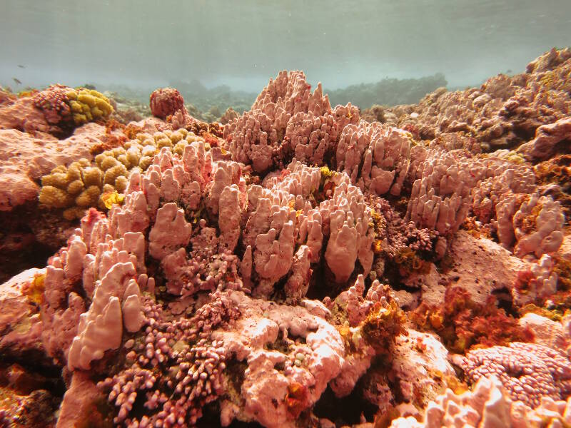 The striking pink hue of the fringing reef at Rose Atoll Marine National Monument.