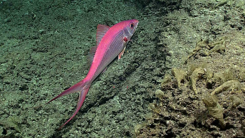 A deepwater longtail red snapper observed off Ta’u island, within National Marine Sanctuary of American Samoa.