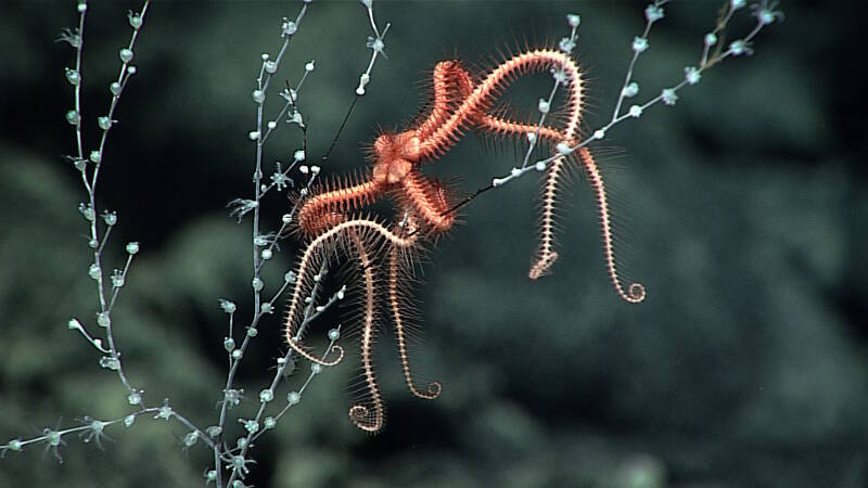 A chrysogorgiid octocoral seen with a brittle star on bare coral skeleton, which is unusual as brittle stars are usually associated with healthy coral tissue.